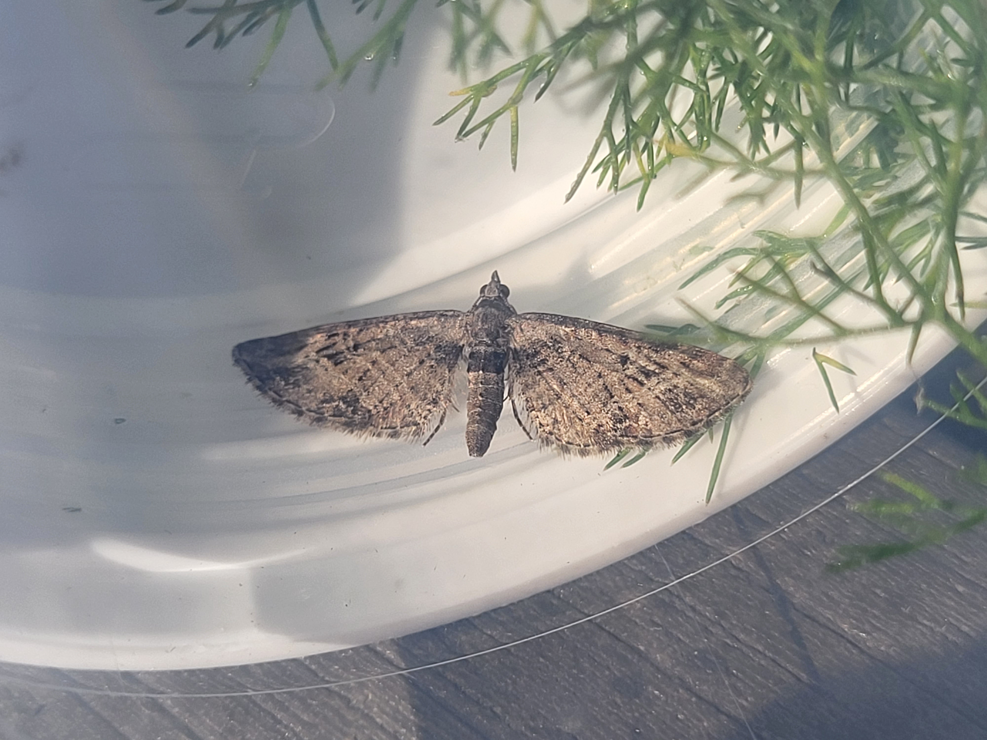 Photo of Mottled Pug (Eupithecia exiguata)